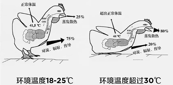 《夏日炎炎，如何為動(dòng)物防暑、降溫》